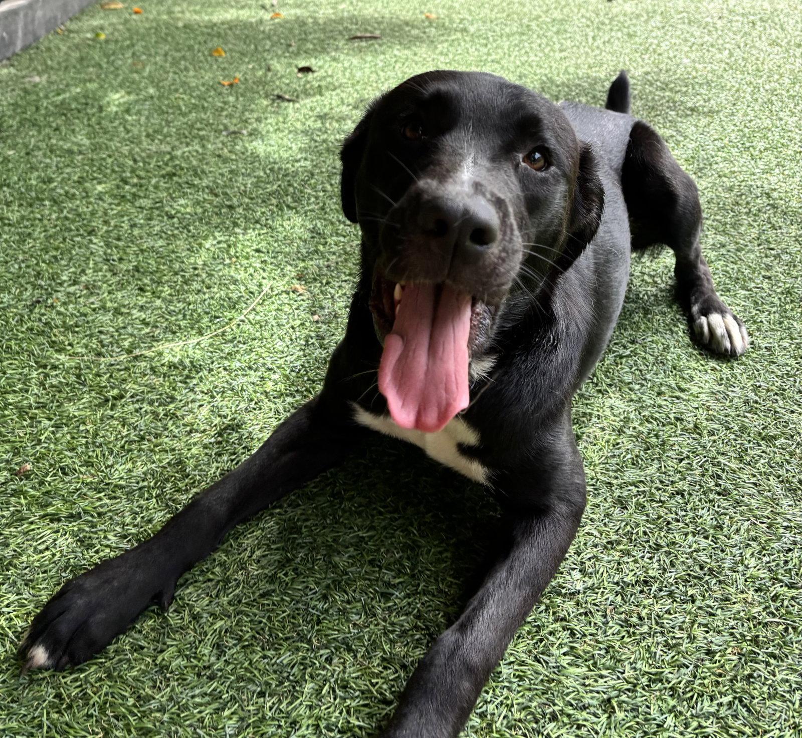 Katie *, Adoptable, Adult Female Black Labrador Retriever.