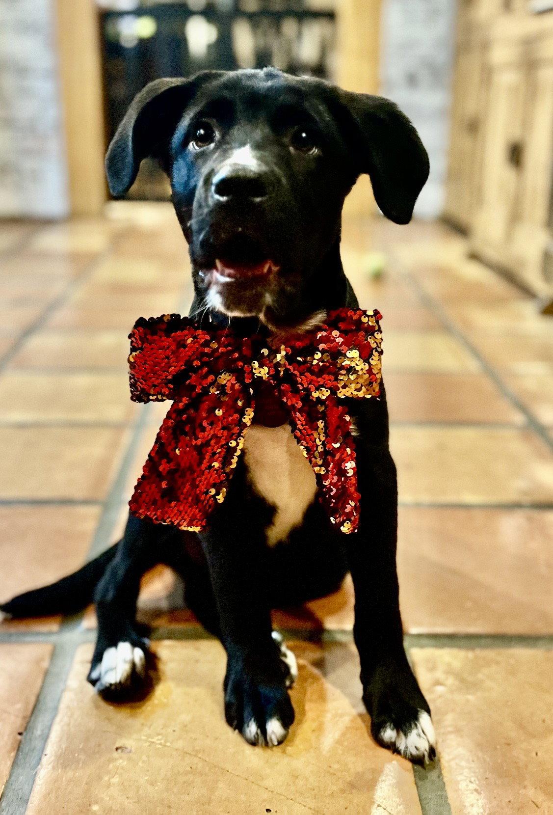 Enlarge Katie *, a Adoptable Black Labrador Retriever in Royal Palm Beach, FL image 2/3