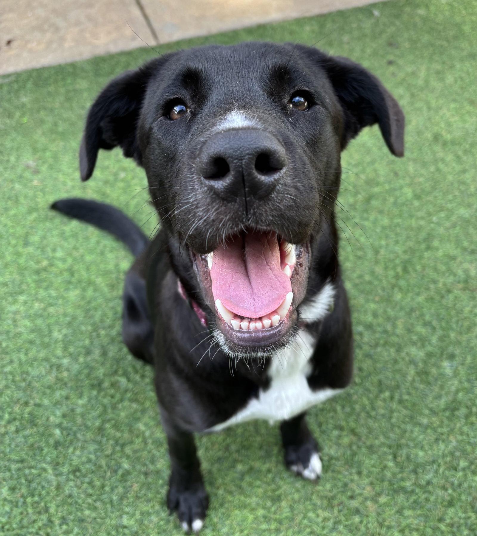 Enlarge Katie *, a Adoptable Black Labrador Retriever in Royal Palm Beach, FL image 3/3