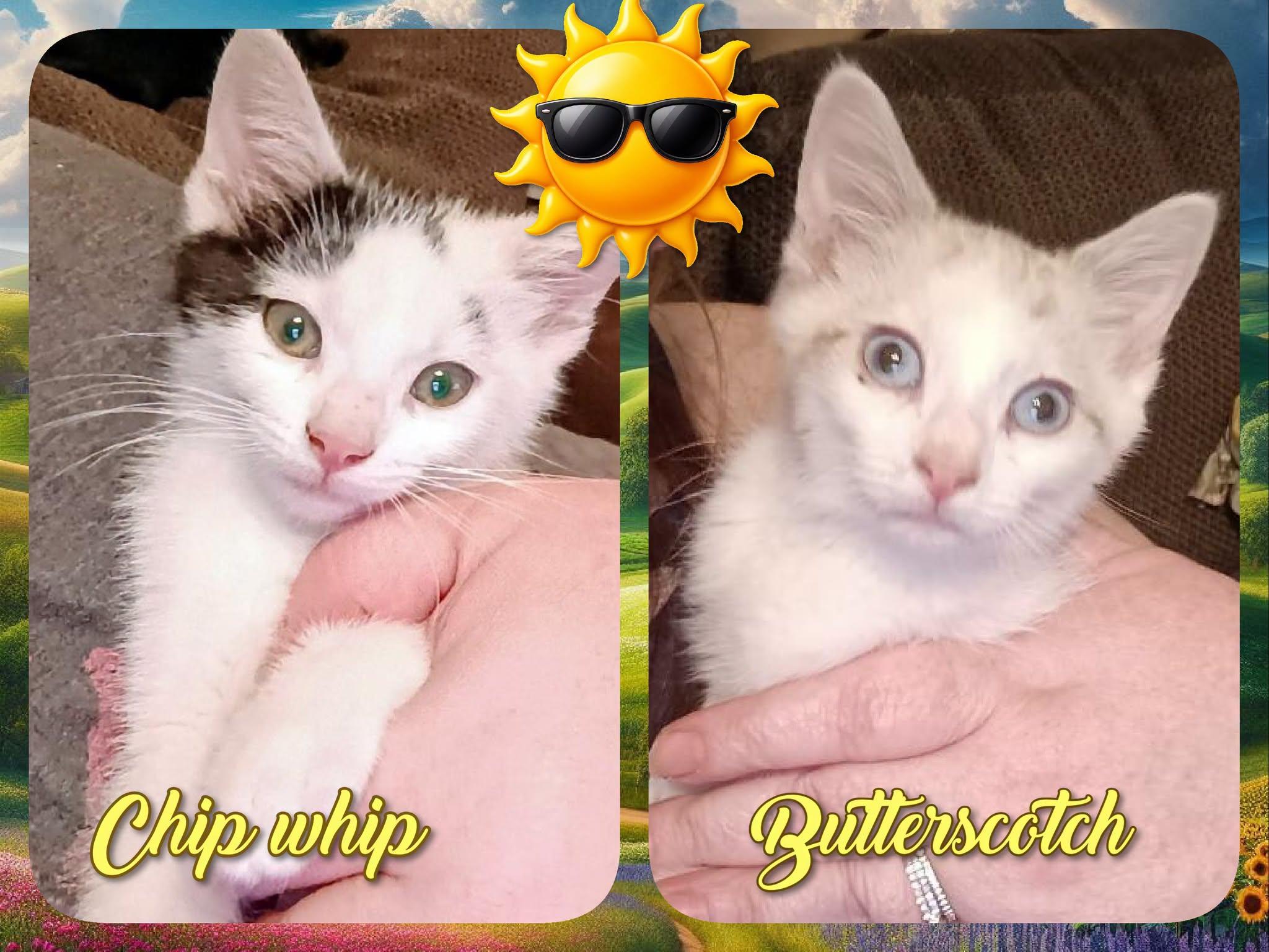 Enlarge Chip Whip & Butterscotch, a ADOPTABLE Domestic Short Hair in Corinth, NY image 1/1