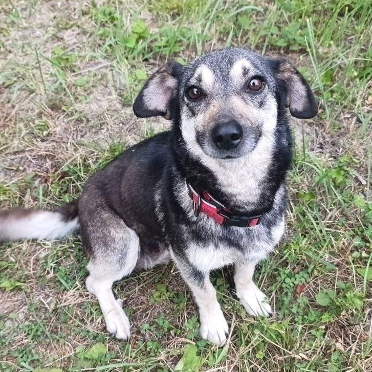 Monica, ADOPTABLE, Adult Female Swedish Vallhund & Dachshund.