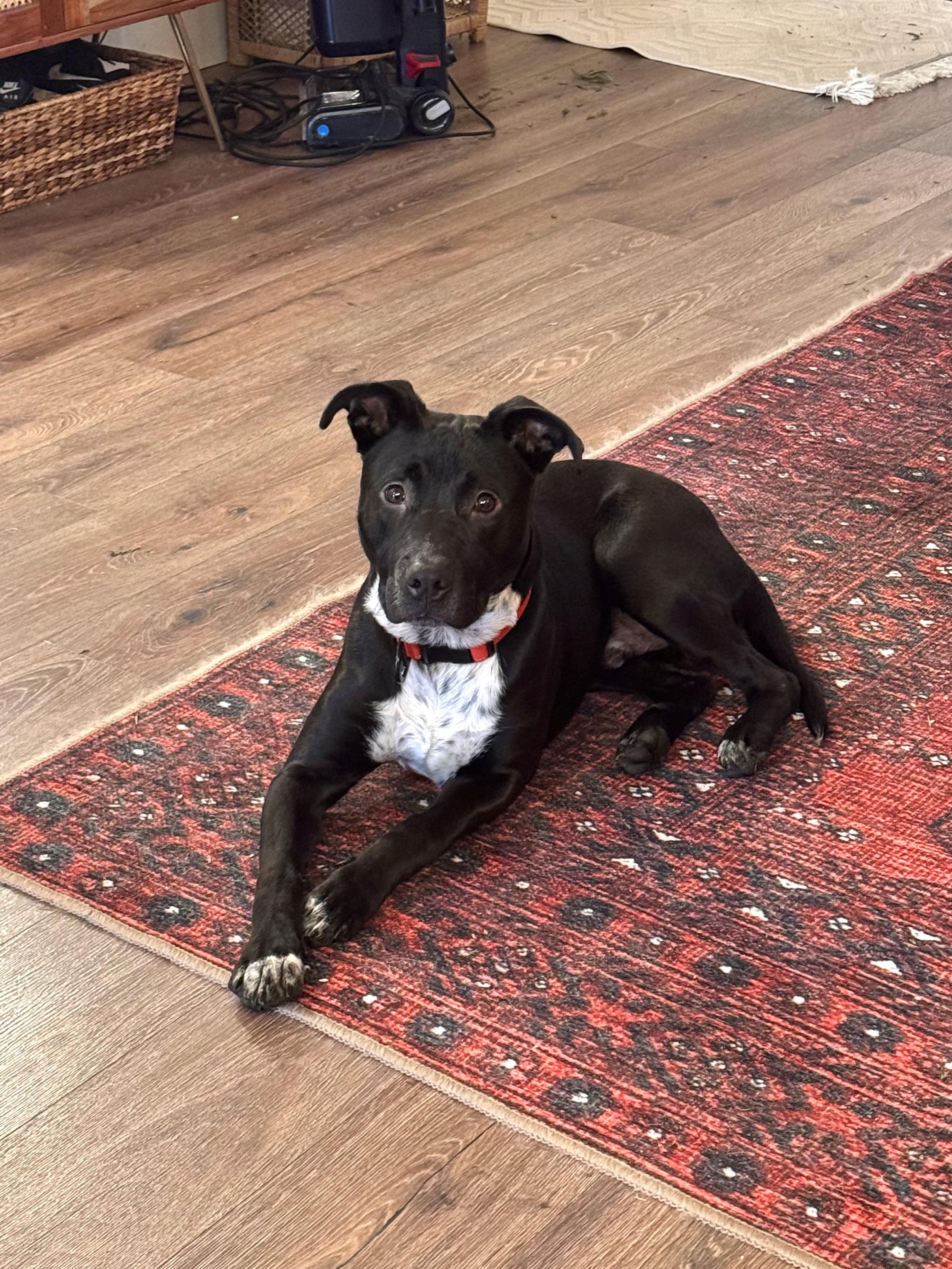 Enlarge Bean, a ADOPTABLE mixed breed in Olympia, WA image 4/6