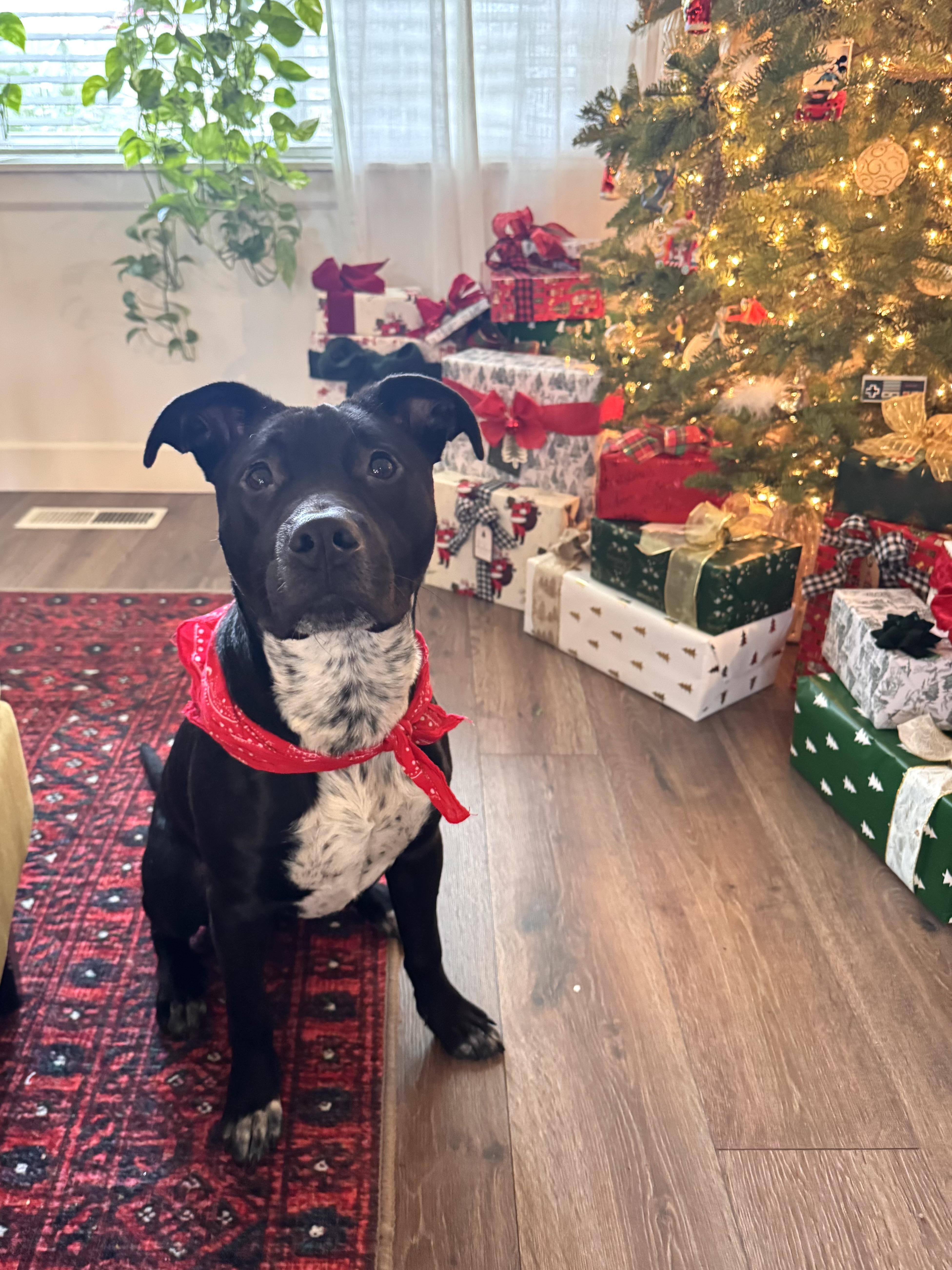 Bean, ADOPTABLE, Puppy Male American Staffordshire Terrier & Australian Cattle Dog / Blue Heeler.