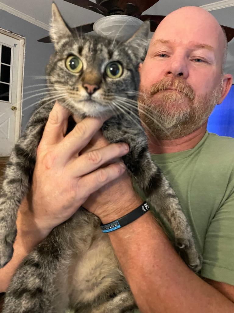 Sienna, Adoptable, Young Female Domestic Short Hair.