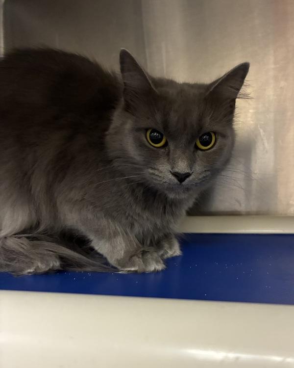 Enlarge Cake, a Adoptable mixed breed in Richmond, VA image 2/2