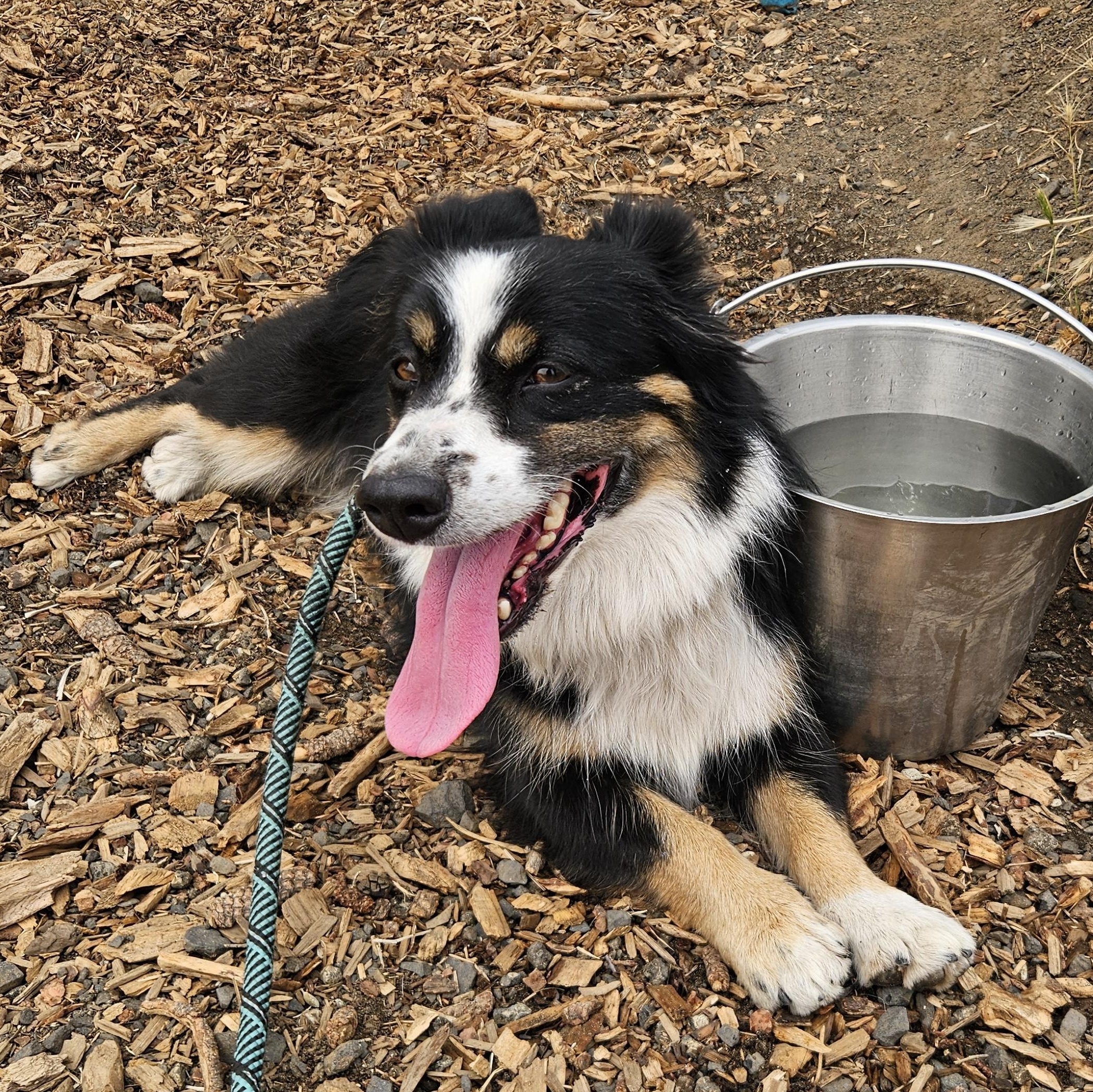 Enlarge Sequoia, a ADOPTABLE mixed breed in The Dalles, OR image 1/1