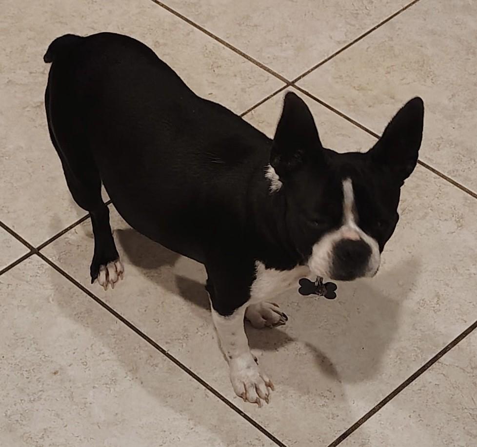 JAZZY, adopted, Adult Female Boston Terrier.