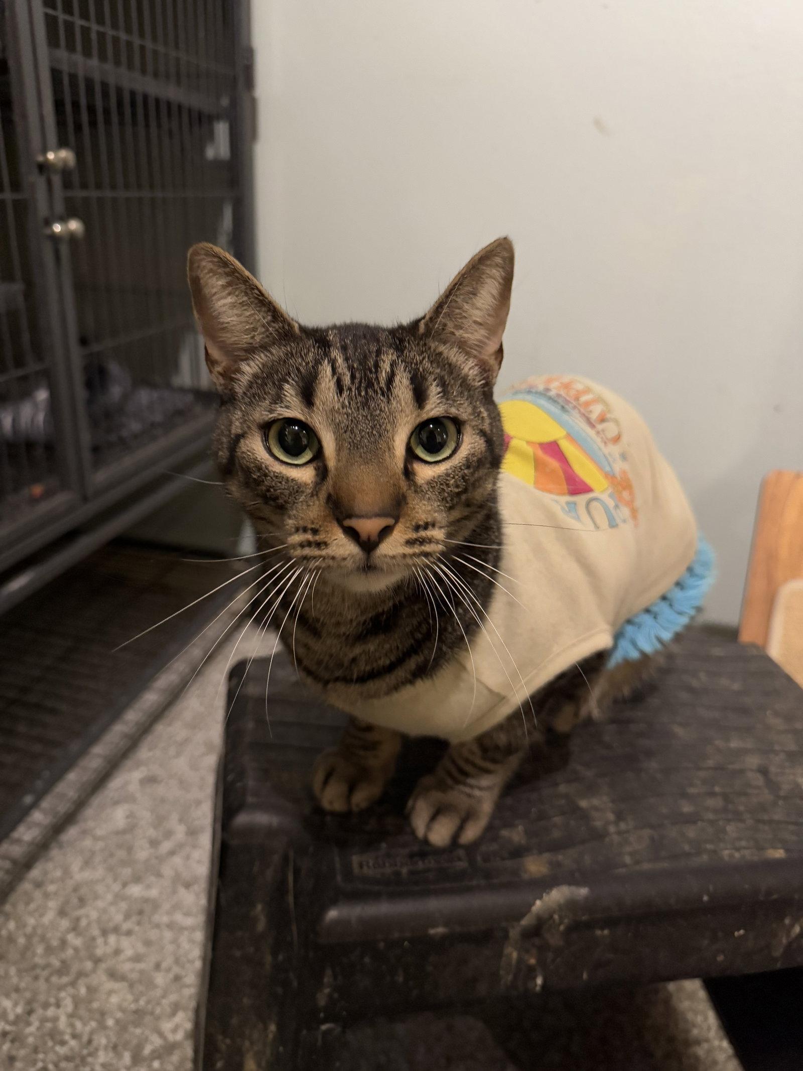 Roni, Adopted, Adult Male Tabby & Domestic Short Hair.