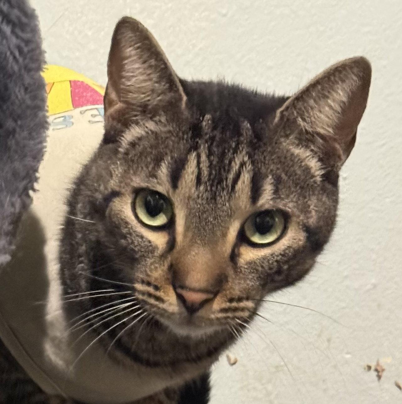 Enlarge Roni, a Adopted mixed breed in MONTGOMERY, TX image 2/2