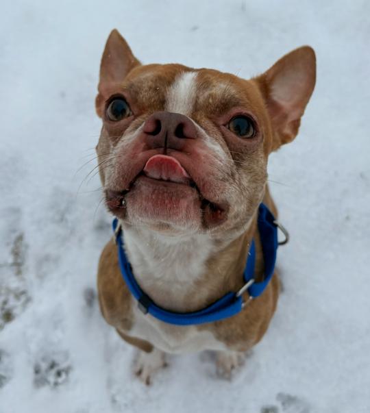 Enlarge Bugsy, a ADOPTABLE Boston Terrier in Brunswick, OH image 2/6