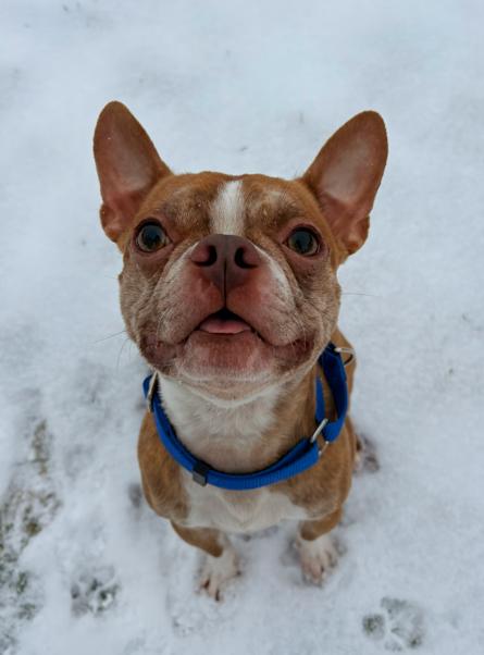 Bugsy, ADOPTABLE, Adult Male Boston Terrier.