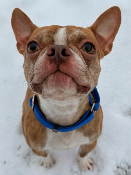Enlarge Bugsy, a ADOPTABLE Boston Terrier in Brunswick, OH image 3/6
