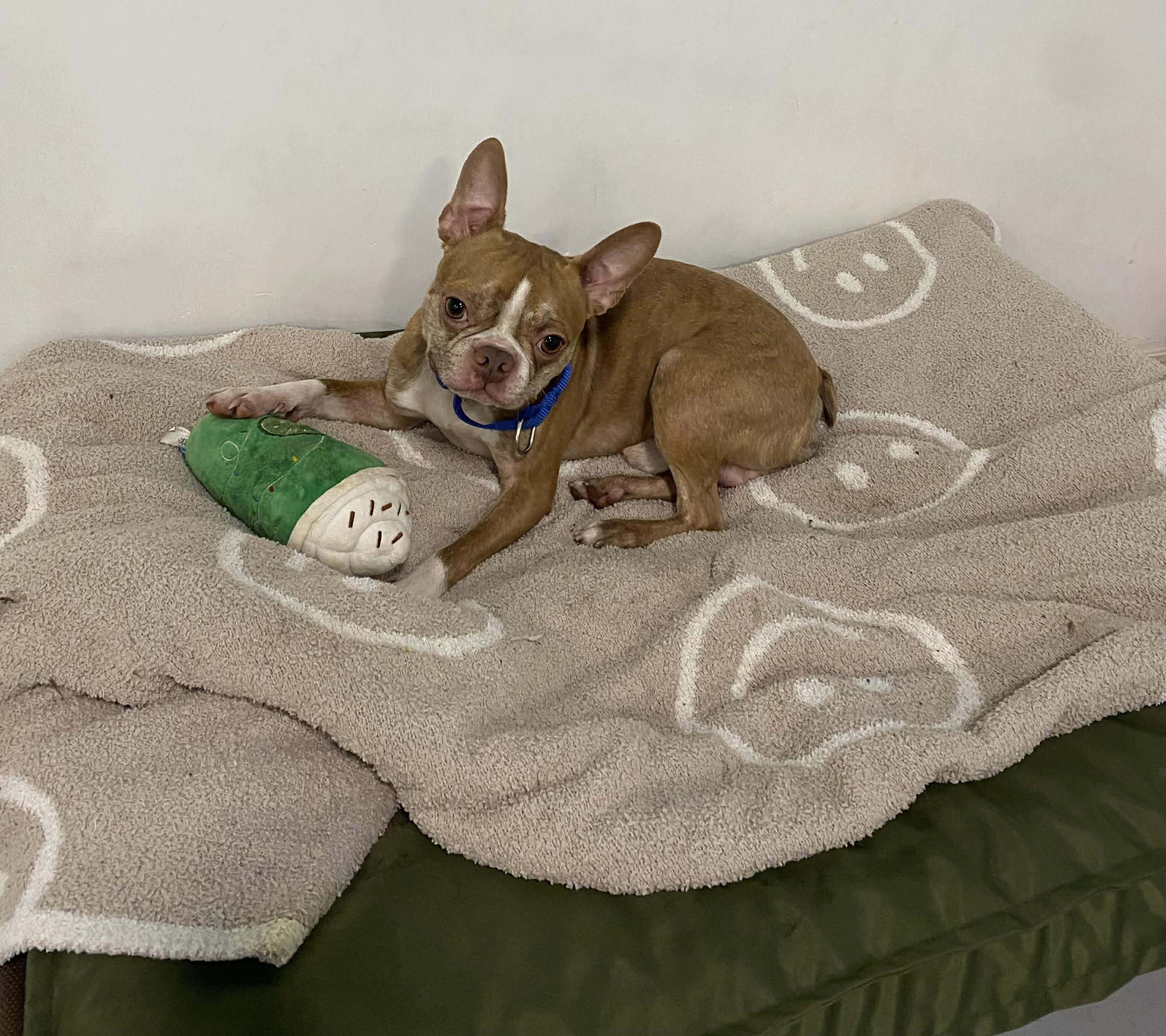 Enlarge Bugsy, a ADOPTABLE Boston Terrier in Brunswick, OH image 6/6