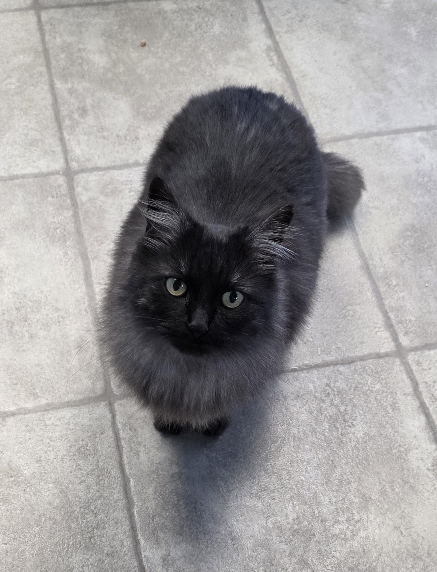 Smokey, a Adoptable Domestic Long Hair in Polson, MT image 1/4