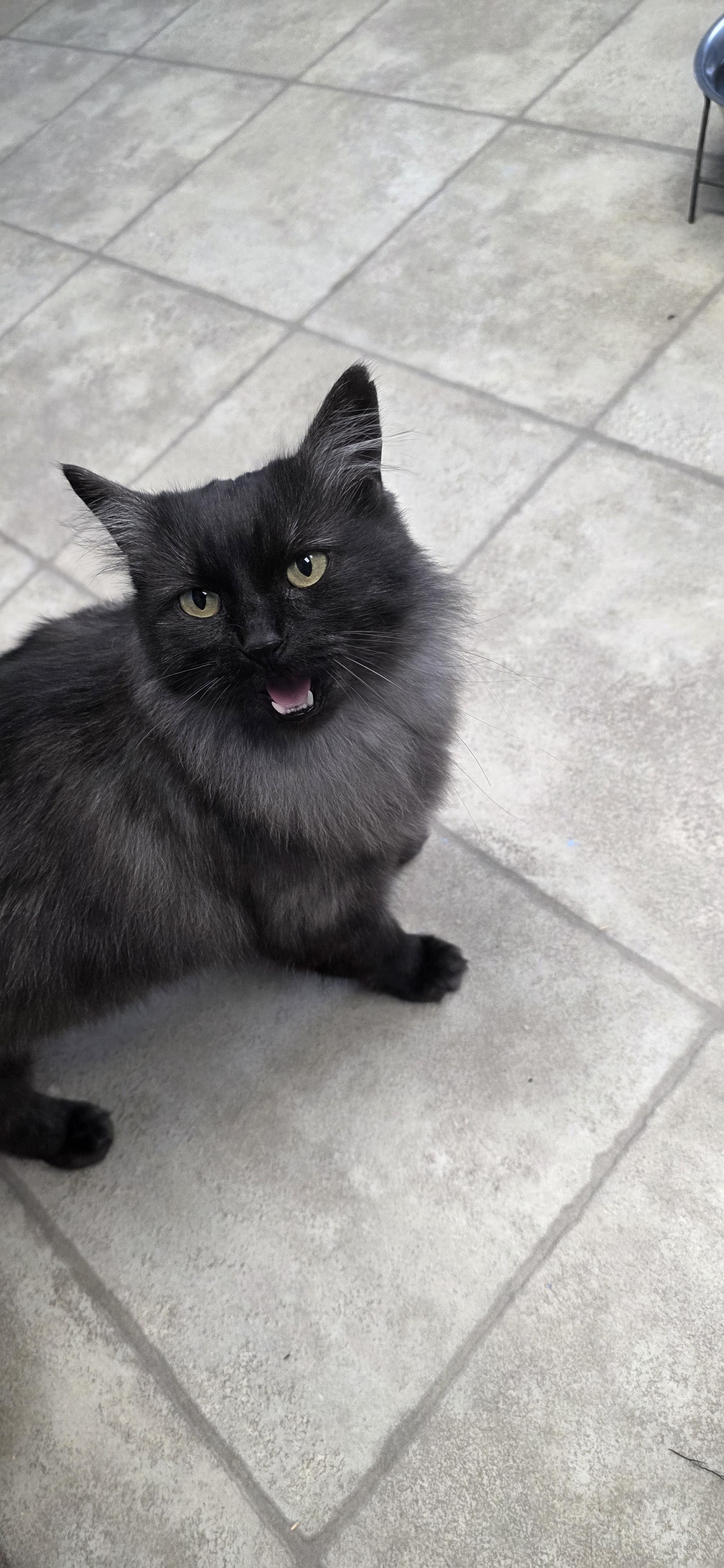Smokey, a Adoptable Domestic Long Hair in Polson, MT image 2/4