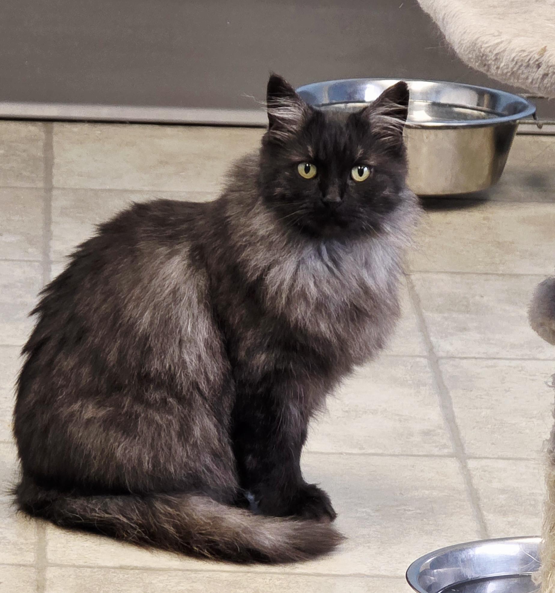 Smokey, a Adoptable Domestic Long Hair in Polson, MT image 3/4