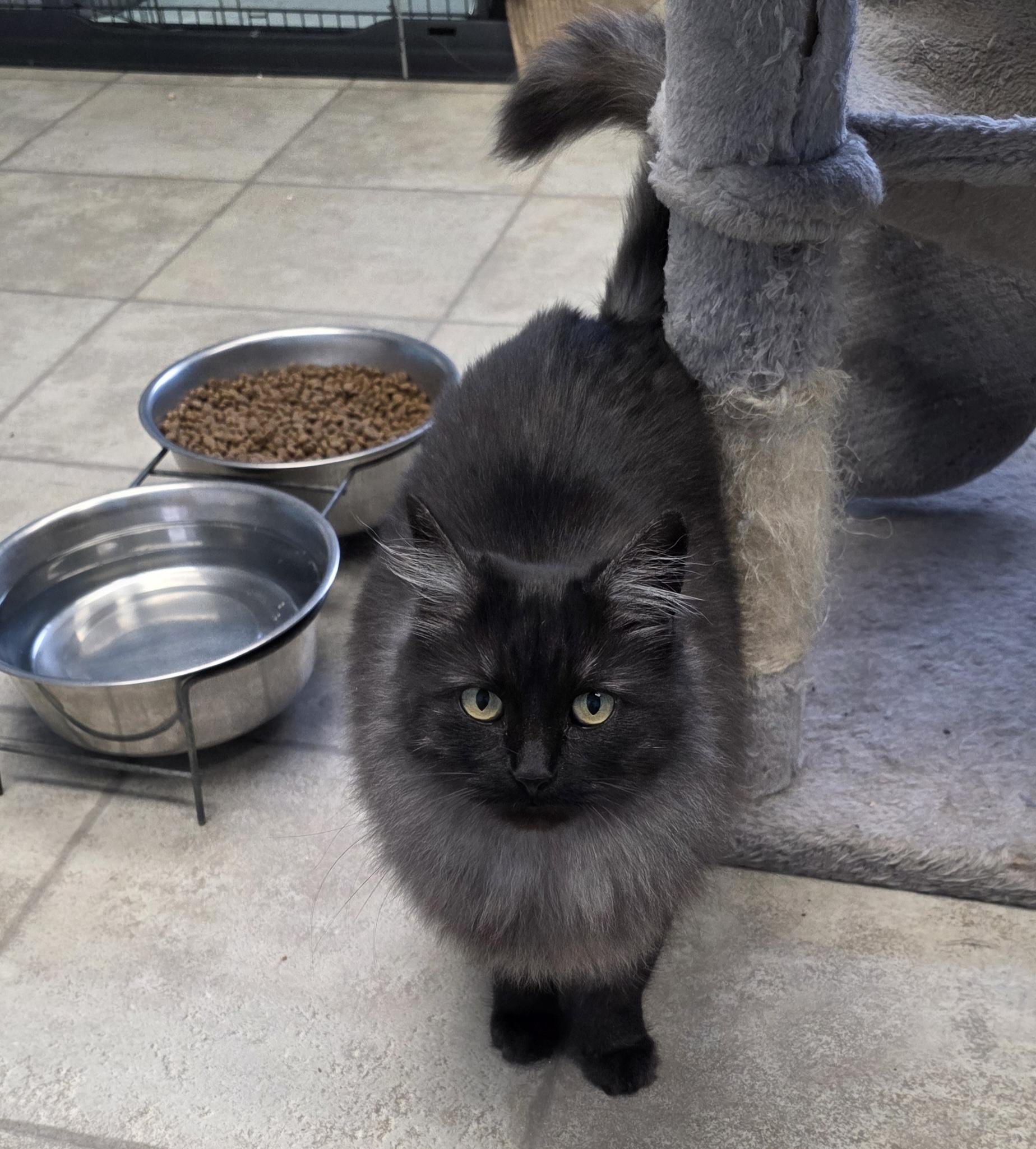 Smokey, a Adoptable Domestic Long Hair in Polson, MT image 4/4