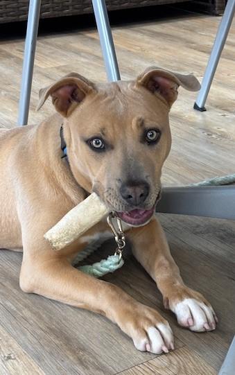 Nala, ADOPTABLE, Young Female Staffordshire Bull Terrier.