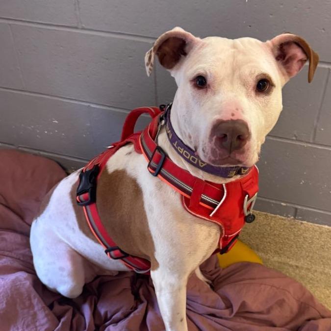 Enlarge Woo Girl, a Adoptable Mixed Breed in Windsor, VA image 1/4