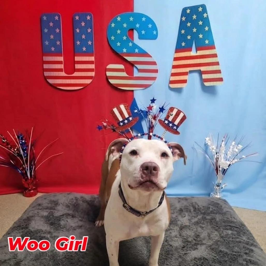 Woo Girl, a Adoptable Mixed Breed in Windsor, VA image 3/6