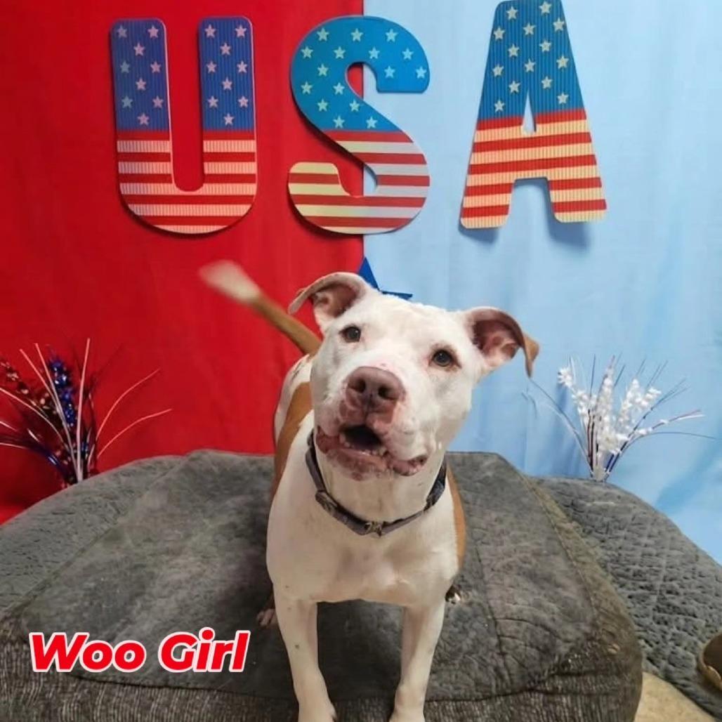 Enlarge Woo Girl, a Adoptable Mixed Breed in Windsor, VA image 2/6