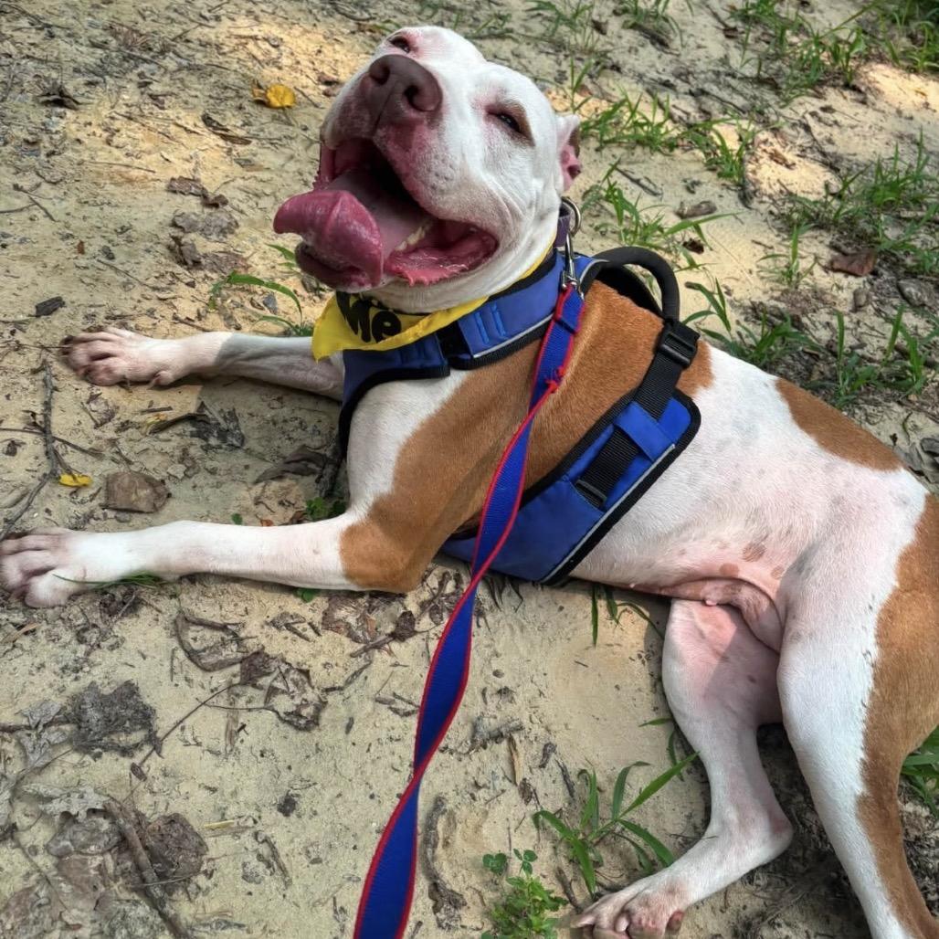 Enlarge Woo Girl, a Adoptable Mixed Breed in Windsor, VA image 4/6