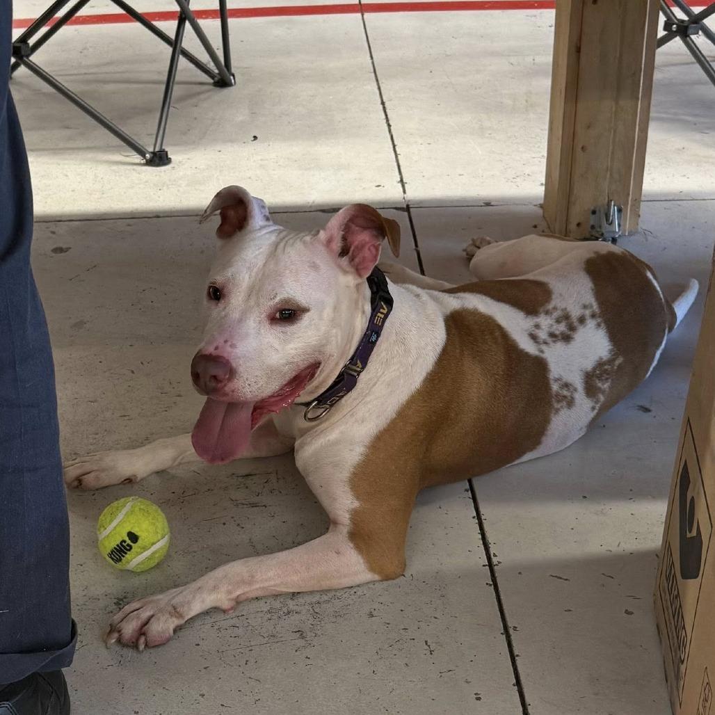 Enlarge Woo Girl, a Adoptable Mixed Breed in Windsor, VA image 3/4