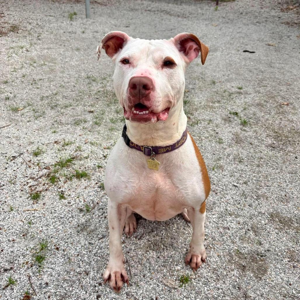 Enlarge Woo Girl, a Adoptable Mixed Breed in Windsor, VA image 5/6