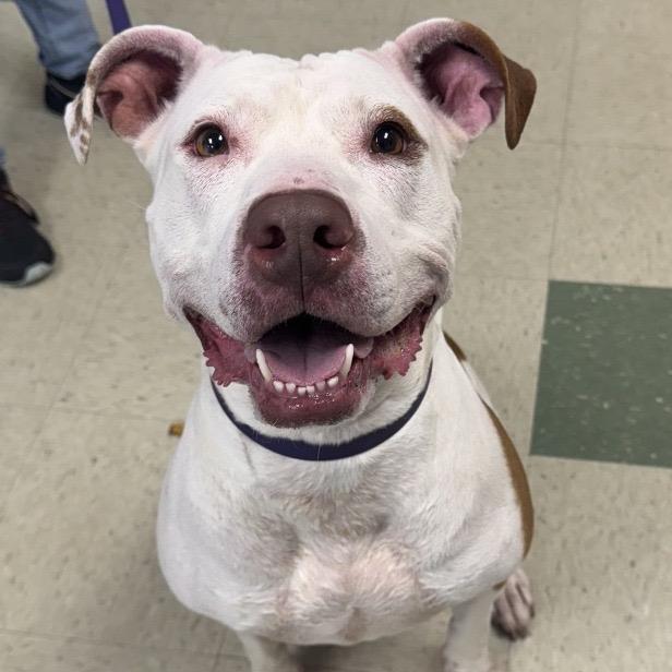 Enlarge Woo Girl, a Adoptable Mixed Breed in Windsor, VA image 4/4