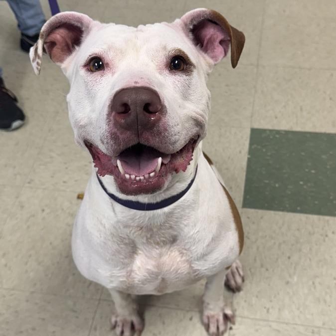 Enlarge Woo Girl, a Adoptable Mixed Breed in Windsor, VA image 4/4