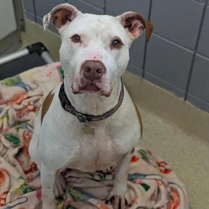 Woo Girl, a Adoptable Mixed Breed in Windsor, VA image 5/5