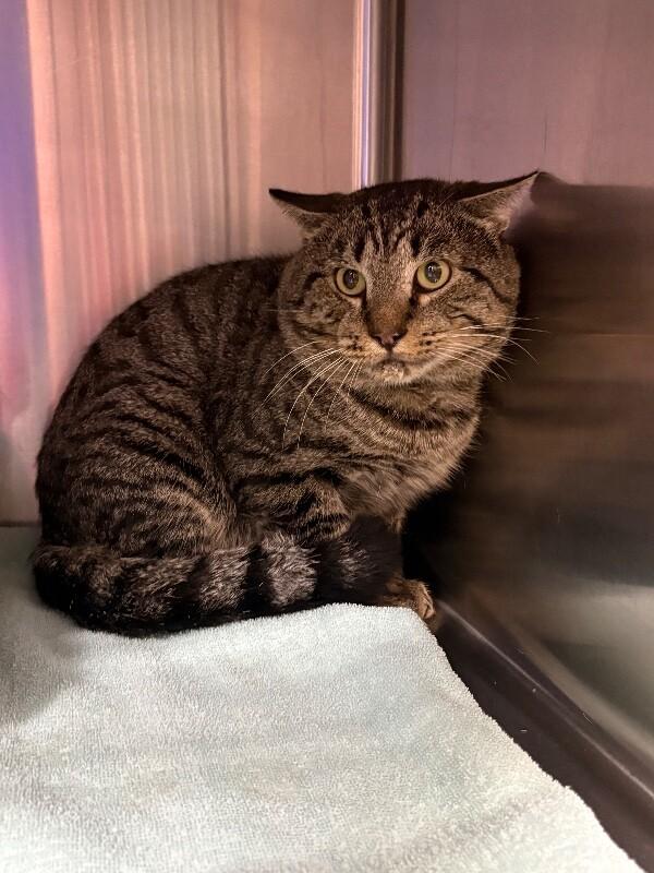 Enlarge Bear, a Adoptable Domestic Short Hair in Burgaw, NC image 1/1