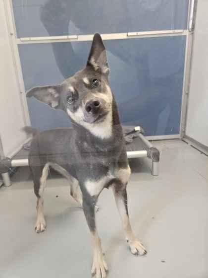 Enlarge Butterfly, a Adoptable mixed breed in Mount Pleasant, IA image 1/1