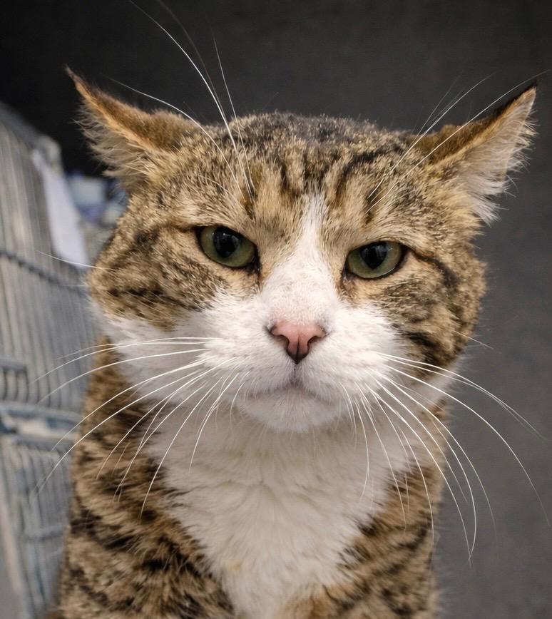 Fabio, a Adopted mixed breed in Huntington, IN image 1/2