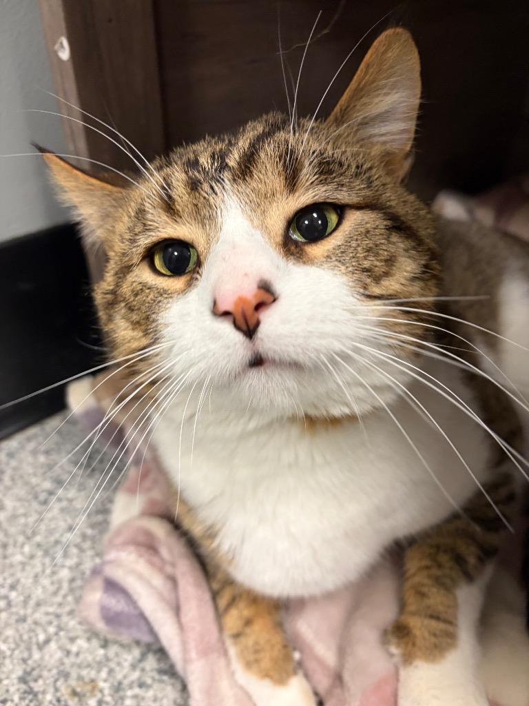 Fabio, a Adopted mixed breed in Huntington, IN image 2/2