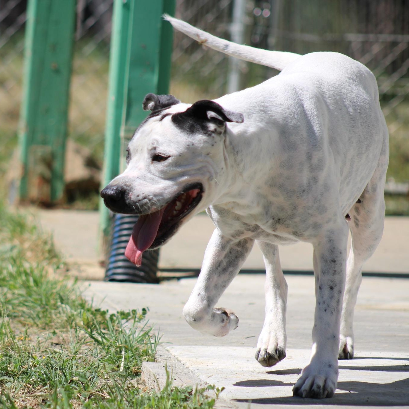 Enlarge Doodle Bug, a ADOPTABLE mixed breed in Weaverville, CA image 5/6
