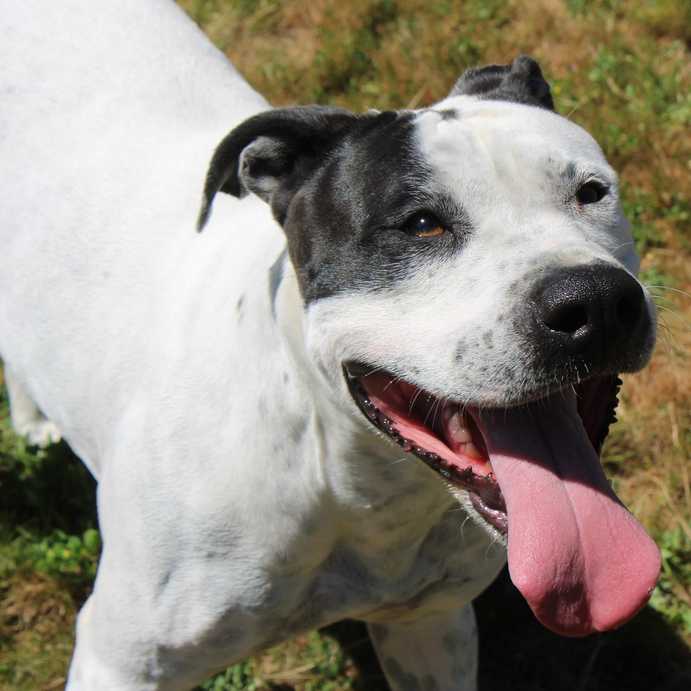 Enlarge Doodle Bug, a ADOPTABLE mixed breed in Weaverville, CA image 1/6