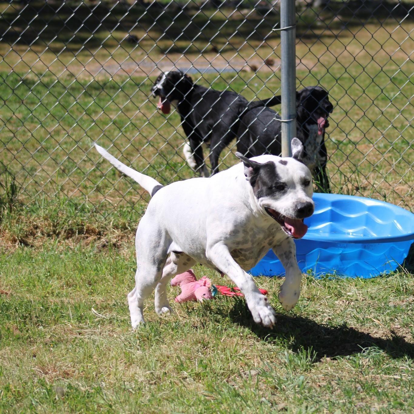 Enlarge Doodle Bug, a ADOPTABLE mixed breed in Weaverville, CA image 6/6