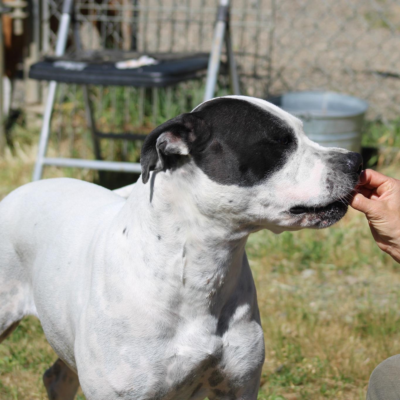 Enlarge Doodle Bug, a ADOPTABLE mixed breed in Weaverville, CA image 4/6