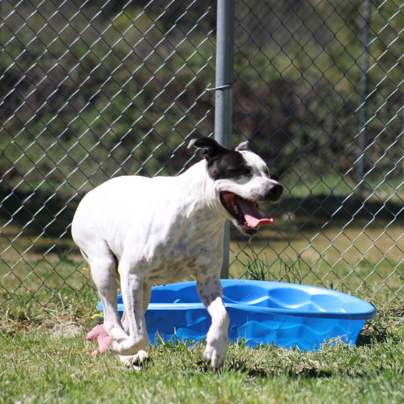 Enlarge Doodle Bug, a ADOPTABLE mixed breed in Weaverville, CA image 3/6