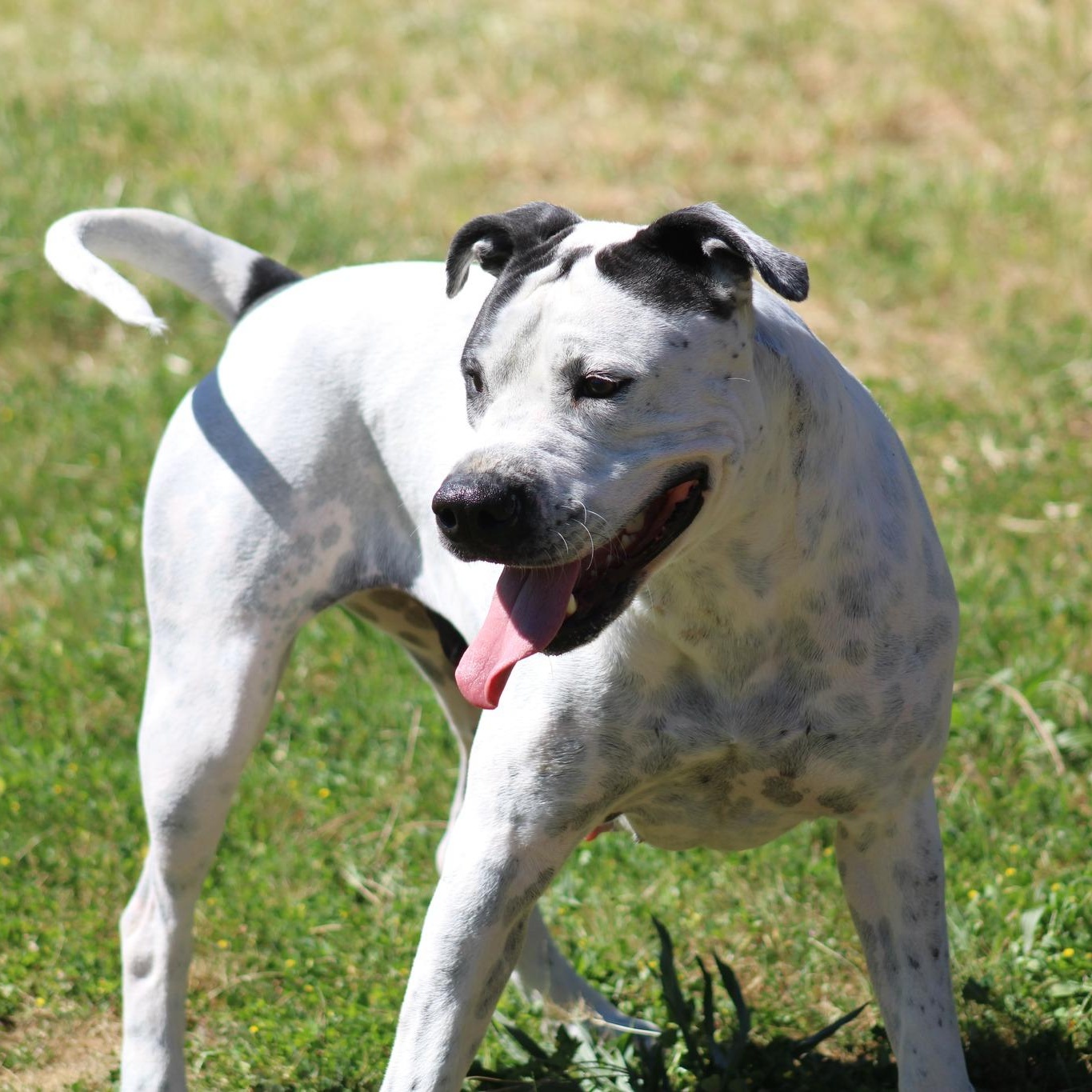 Enlarge Doodle Bug, a ADOPTABLE mixed breed in Weaverville, CA image 2/6
