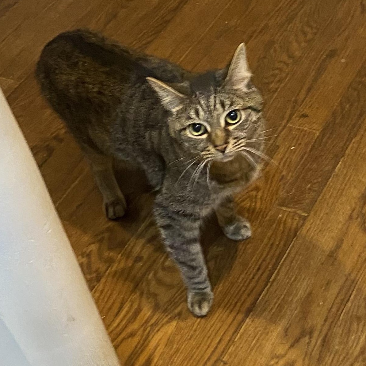 Timmy, Adoptable, Adult Male Tiger & Domestic Short Hair.