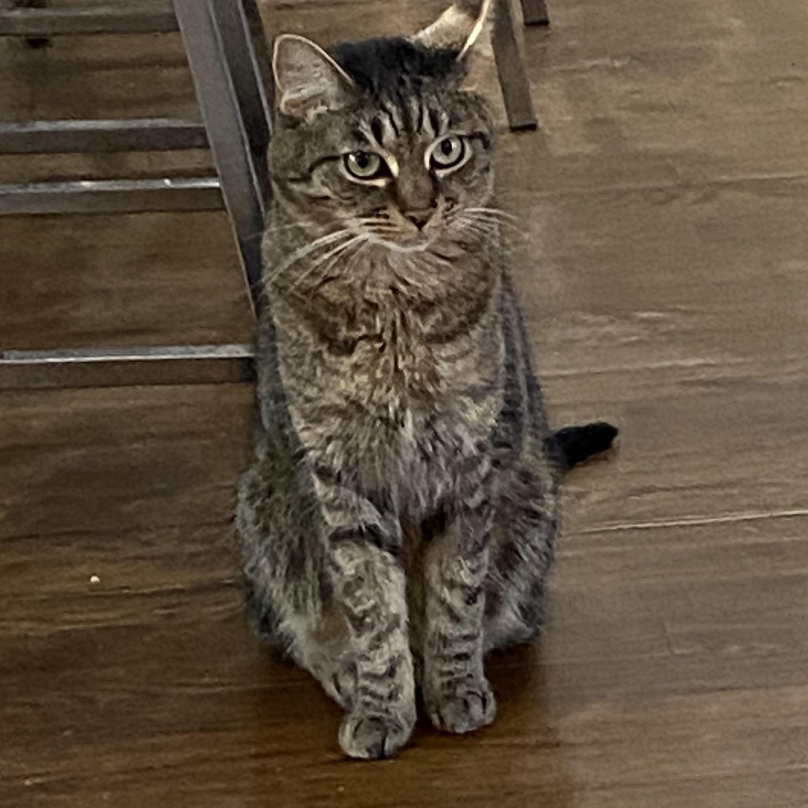 Timmy, a Adoptable mixed breed in Columbus, OH image 2/3