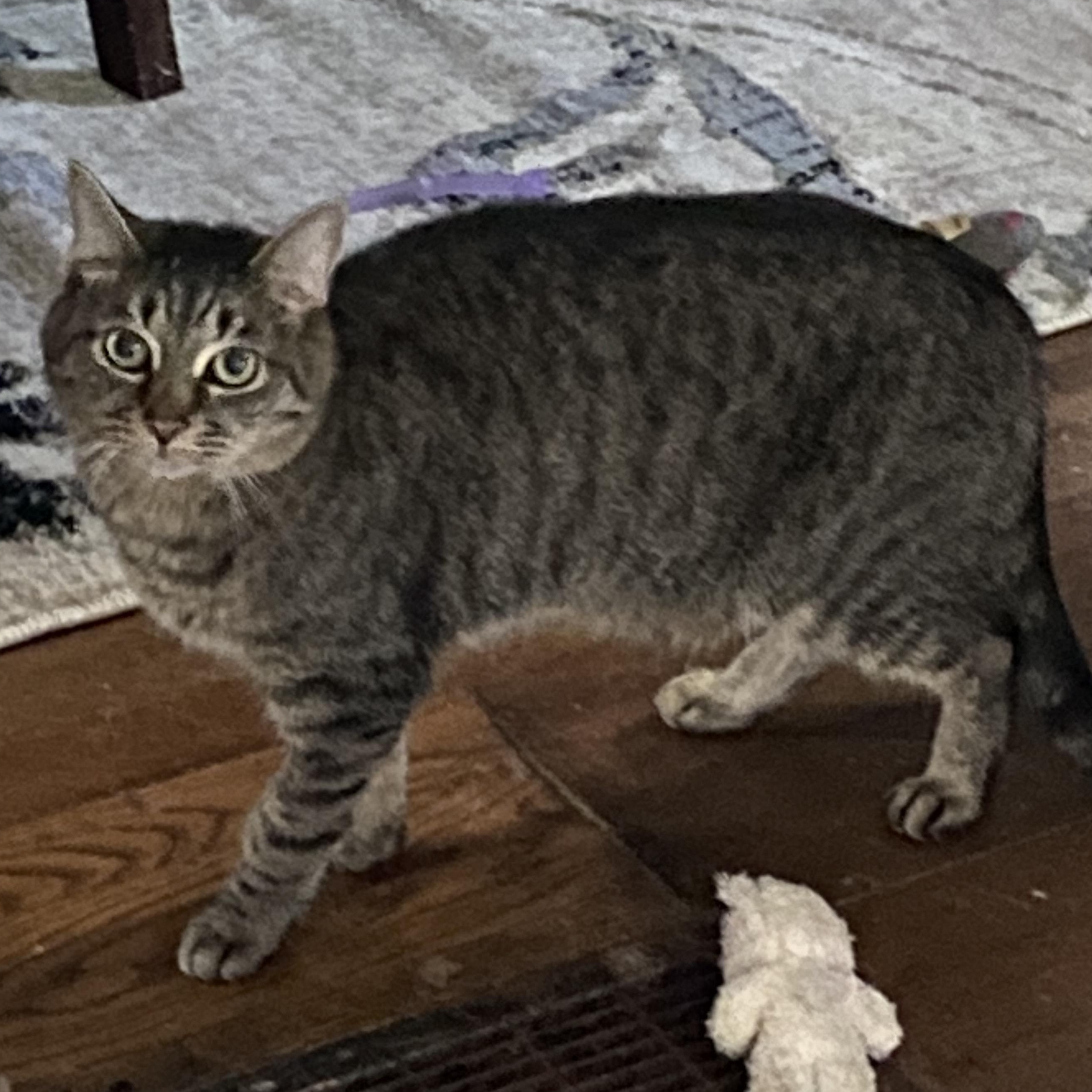 Timmy, a Adoptable mixed breed in Columbus, OH image 3/3