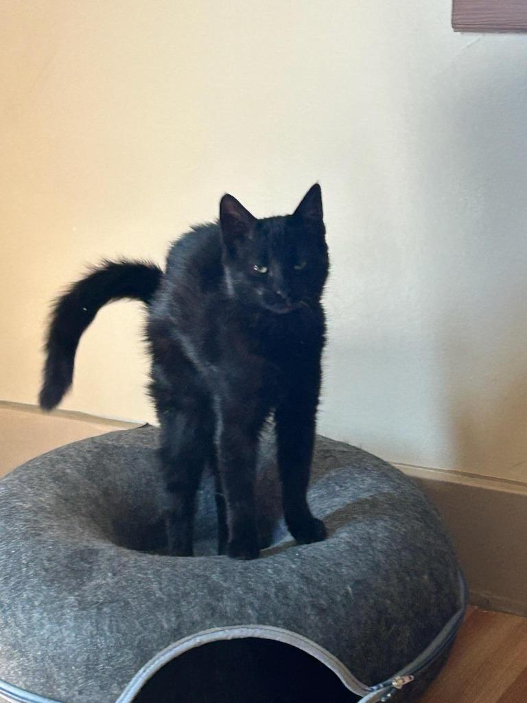 Sasha, Adopted, Kitten Female Domestic Short Hair.