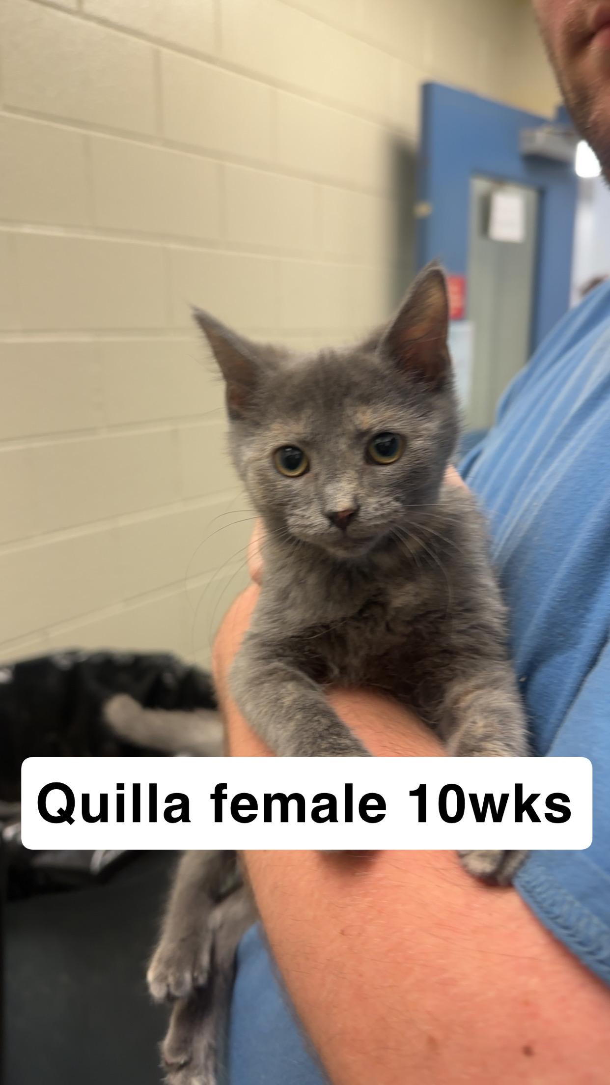 Enlarge Quilla, a Adoptable Dilute Tortoiseshell in Amherst, VA image 1/1