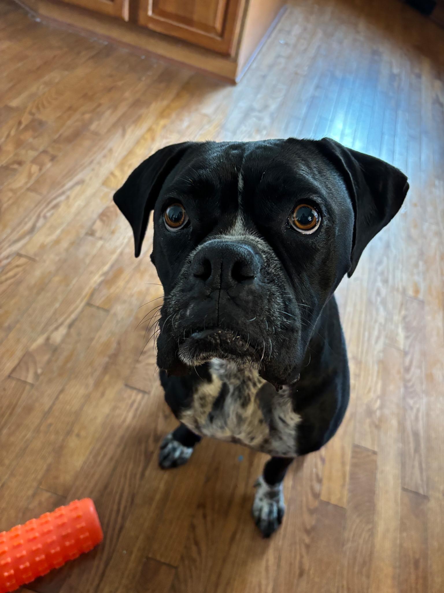 Enlarge Macy, an adopted Boxer in Westminster, MD image 2/6
