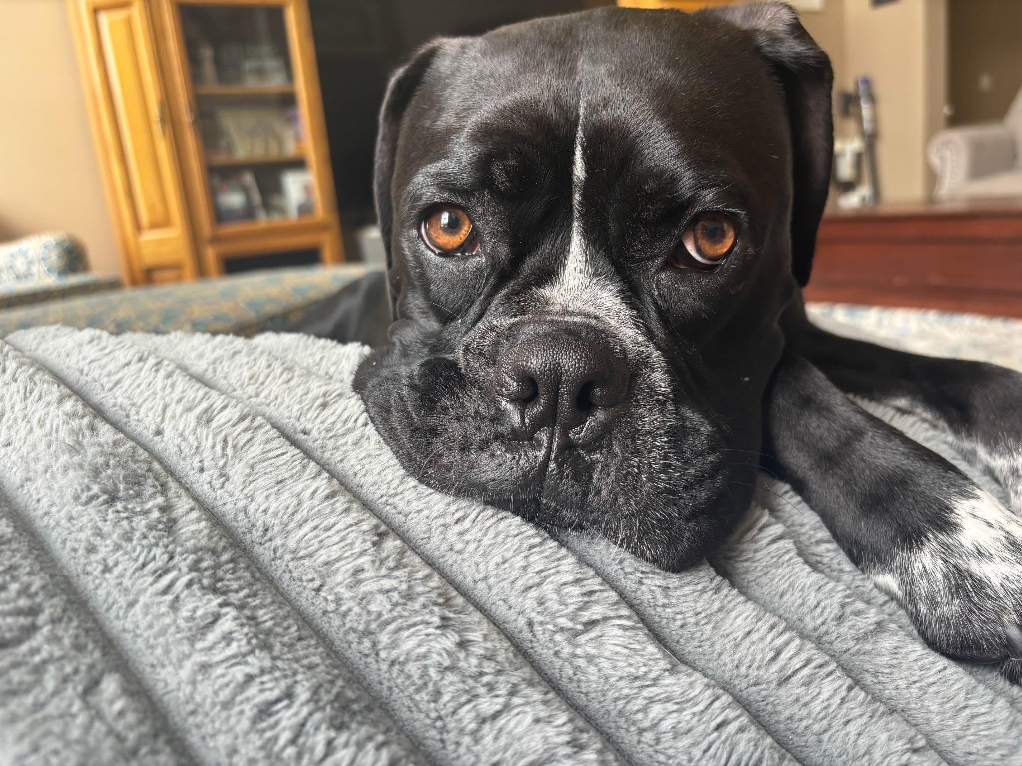 Enlarge Macy, an adopted Boxer in Westminster, MD image 6/6