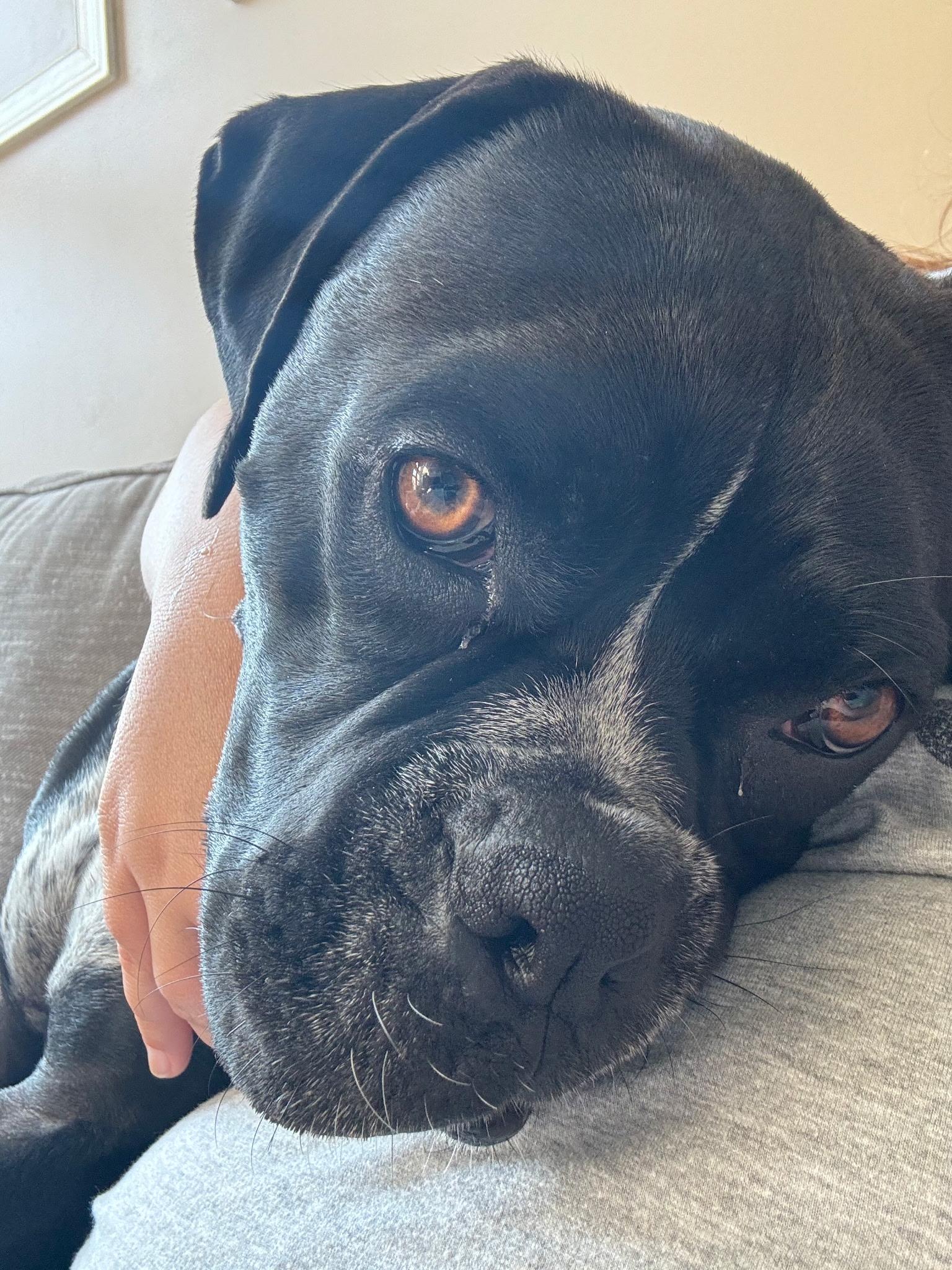 Enlarge Macy, an adopted Boxer in Westminster, MD image 5/6