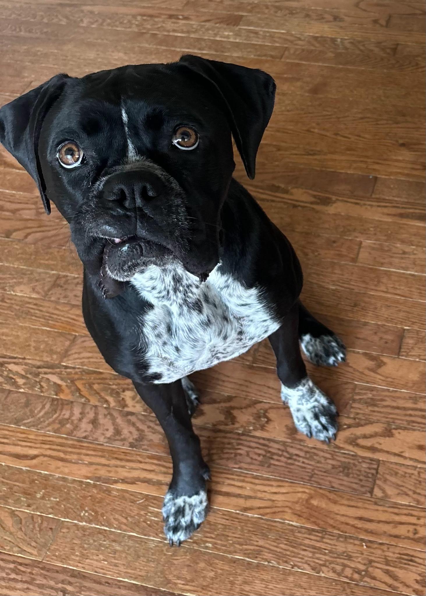 Macy, adopted, Young Female Boxer.
